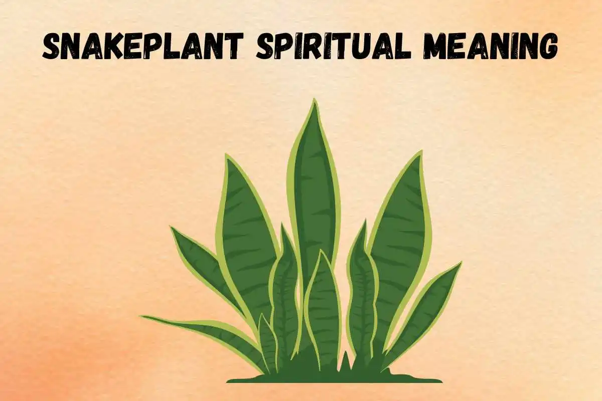 snakeplant-spiritual-meaning-symbolism-benefits