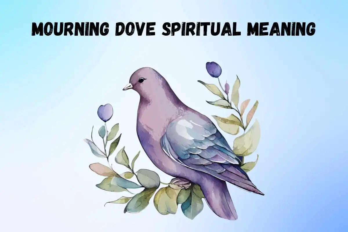 mourning-dove-spiritual-meaning-and-symbolism