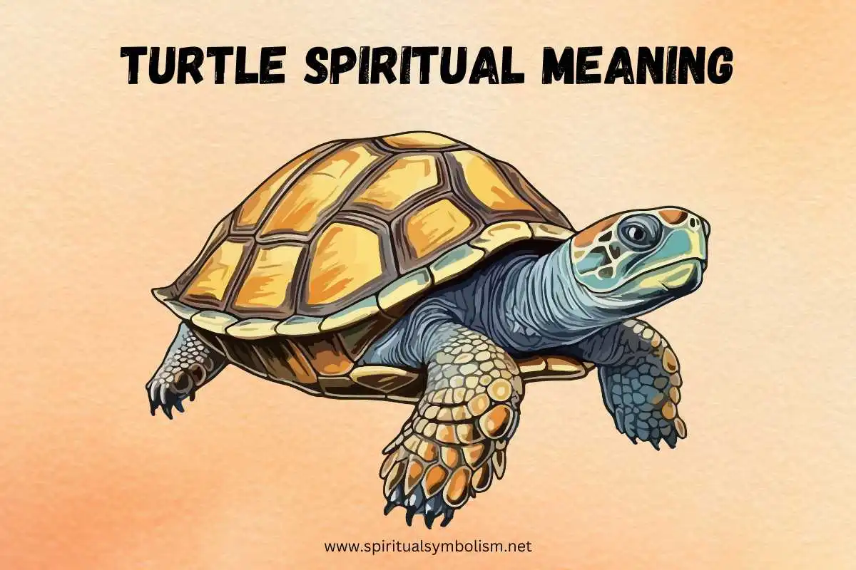 turtle-spiritual-meaning