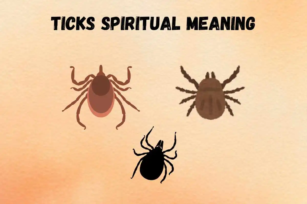 ticks-spiritual-meaning-symbolism-dream-meanings