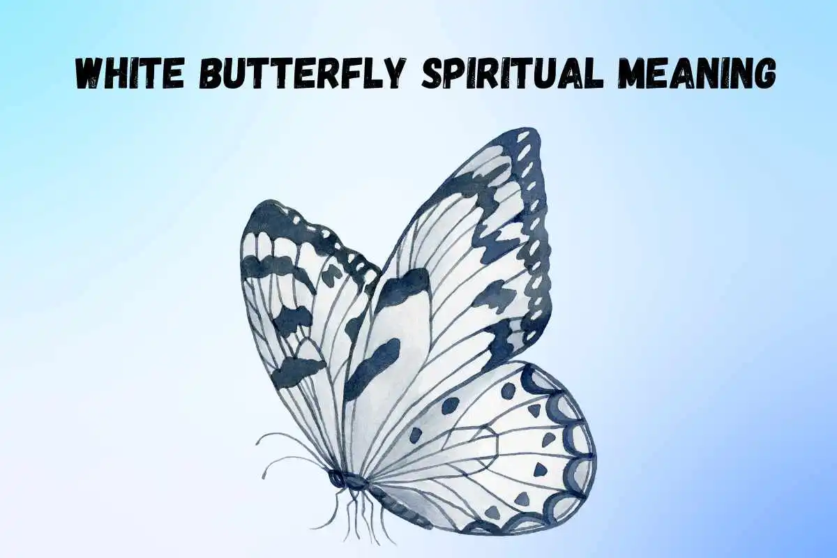 white-butterfly-spiritual-meaning-symbolism-and-significance