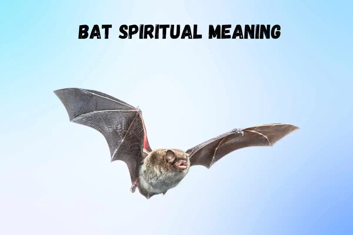 bat-spiritual-meaning-and-symbolism