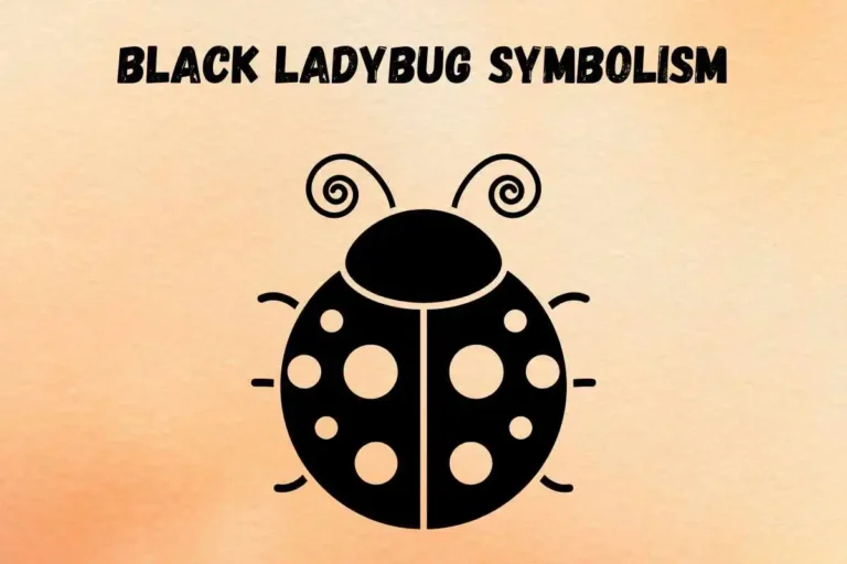 black-ladybug-spiritual-meaning-and-symbolism