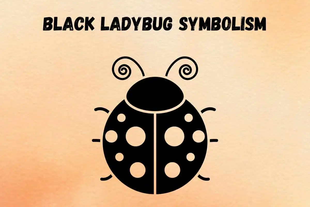 black-ladybug-spiritual-meaning-and-symbolism