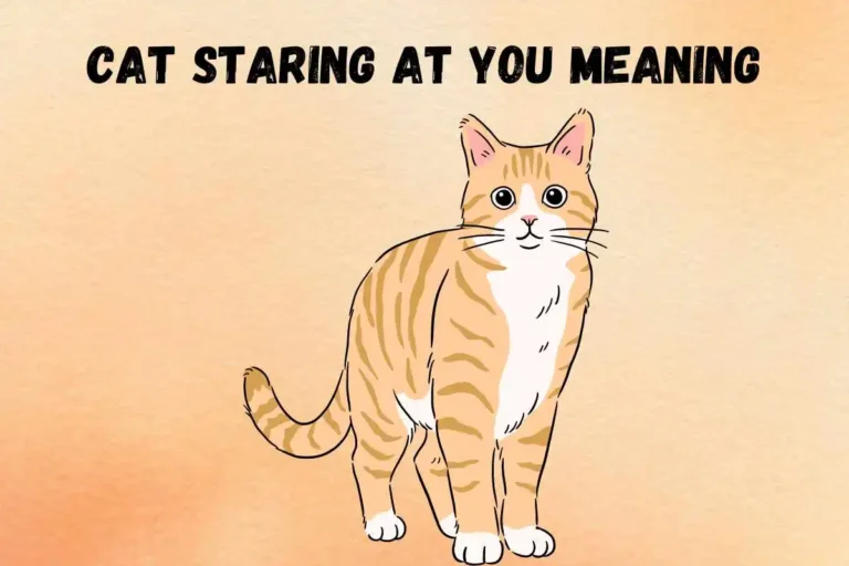 cat-staring-at-you-spiritual-meaning