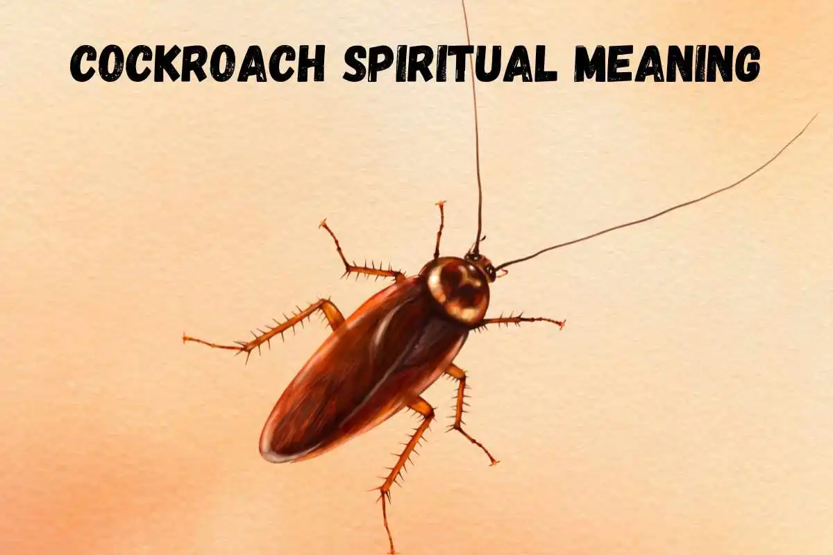 cockroach-spiritual-meaning-symbolism-roaches-in-the-house