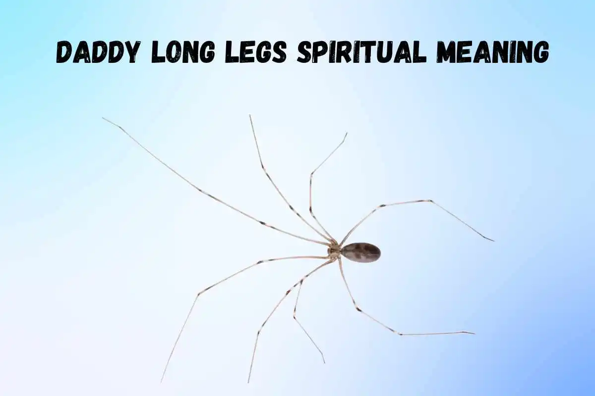 daddy-long-legs-spiritual-meanings-and-symbolism