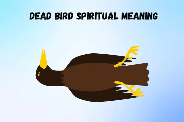 dead-bird-spiritual-meaning-and-symbolism