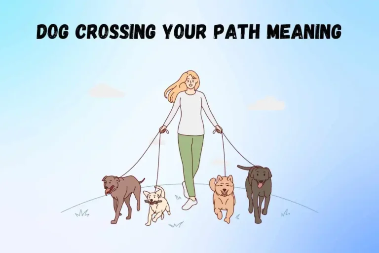 dog-crossing-your-path-spiritual-meaning-and-symbolism