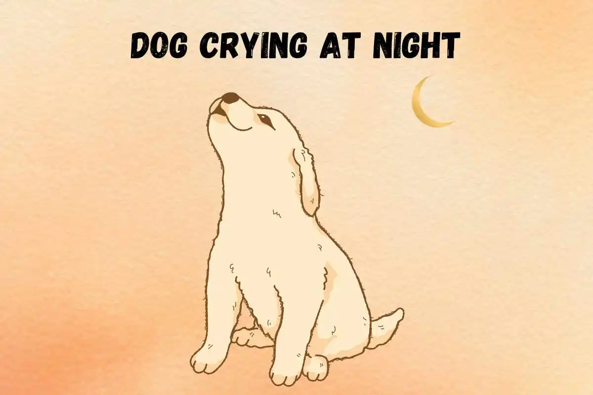 dog-crying-at-night-spiritual-meaning