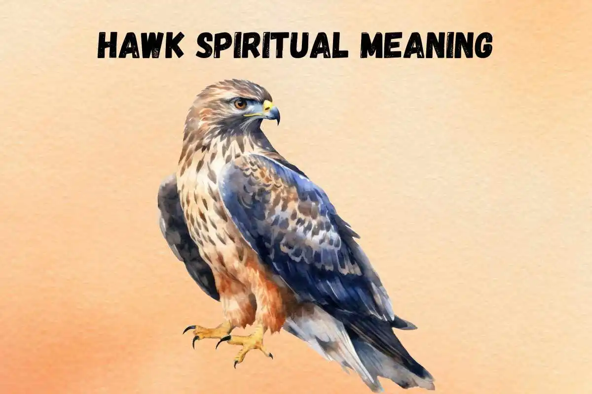 hawk-spiritual-meaning-symbolism-representation