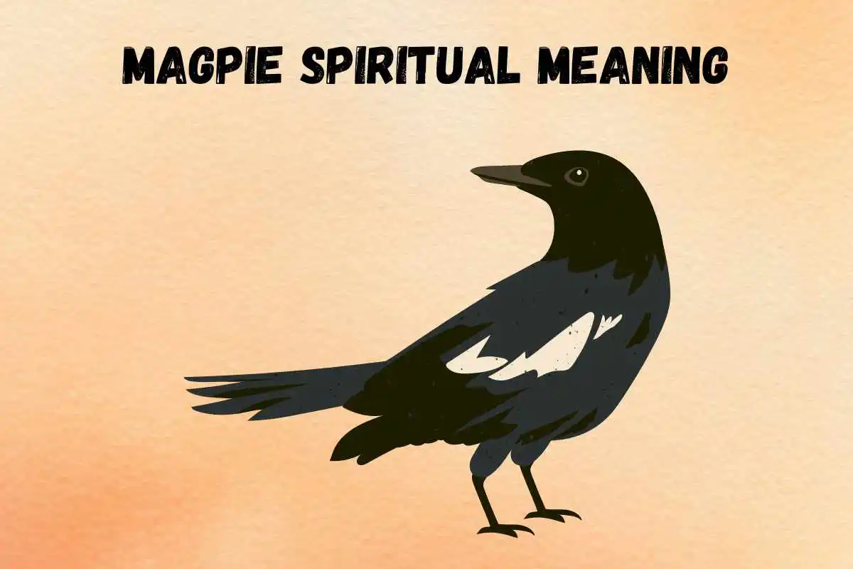 magpie-spiritual-meaning-symbolism-superstition