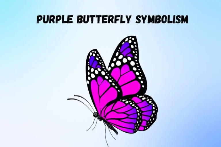 purple-butterfly-symbolism-spiritual-meaning-and-symbolism