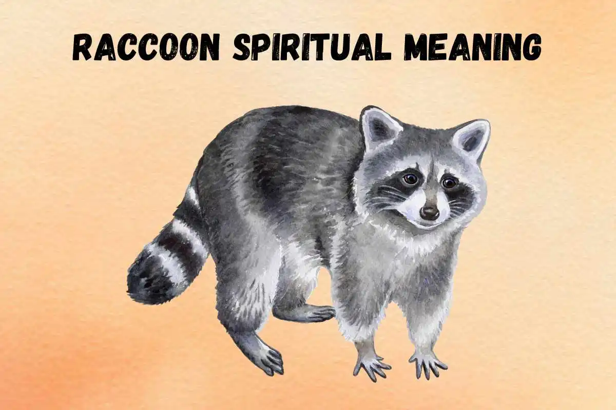 raccoon-spiritual-meaning-symbolism-totem