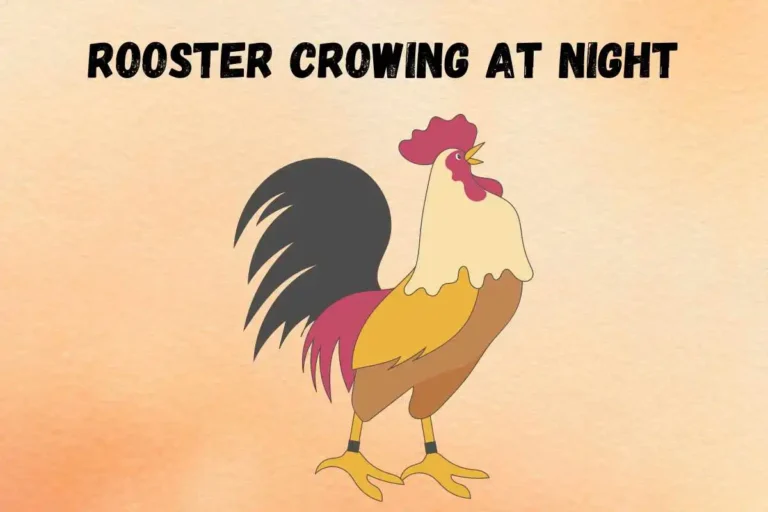 rooster-crowing-at-night-spiritual-meaning