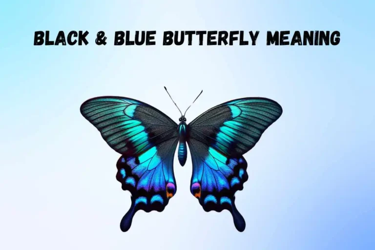 seeing-black-and-blue-butterfly-spiritual-meaning-and-symbolism