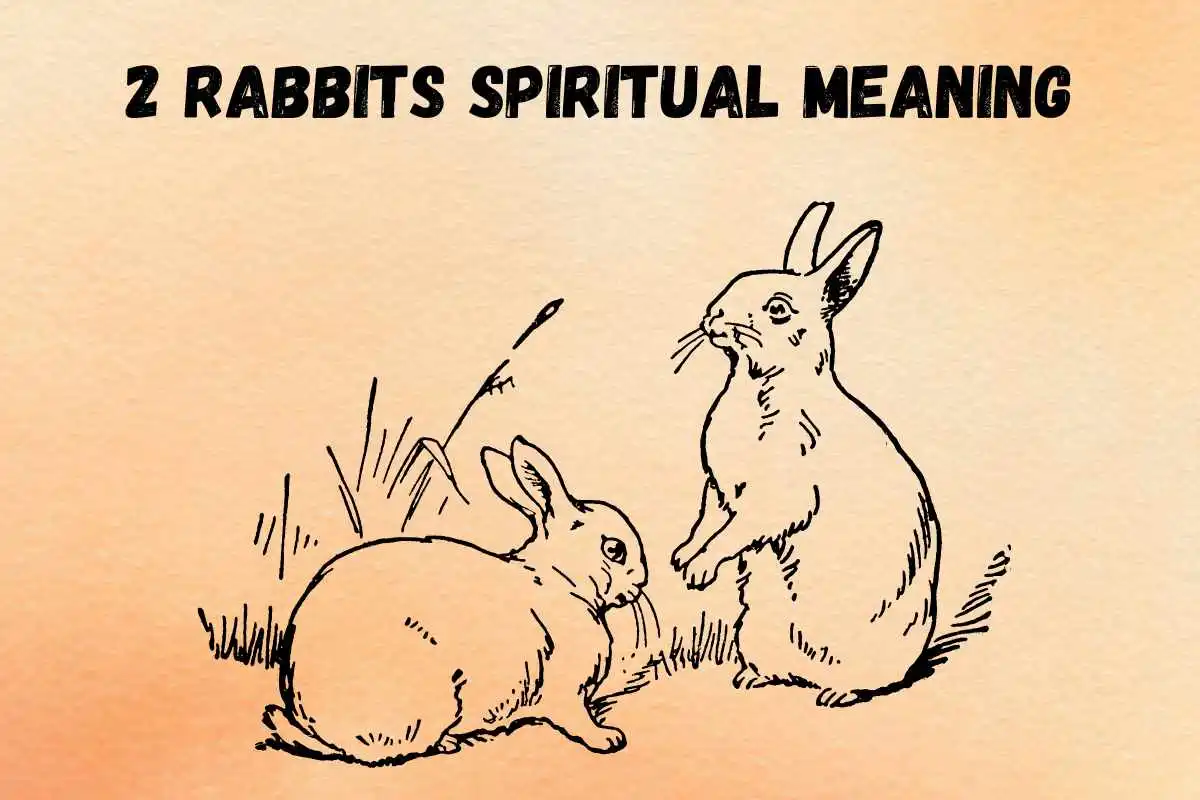 seeing-two-rabbits-spiritual-meaning-and-symbolism