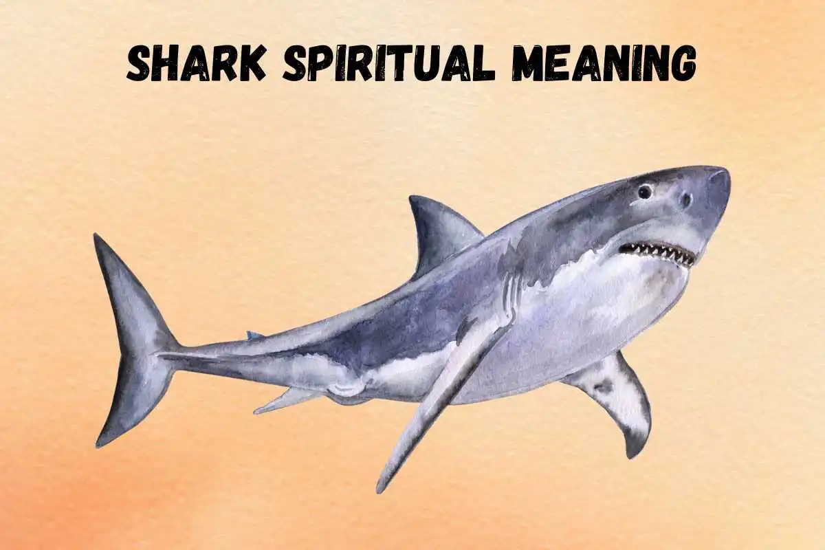 shark-spiritual-meaning