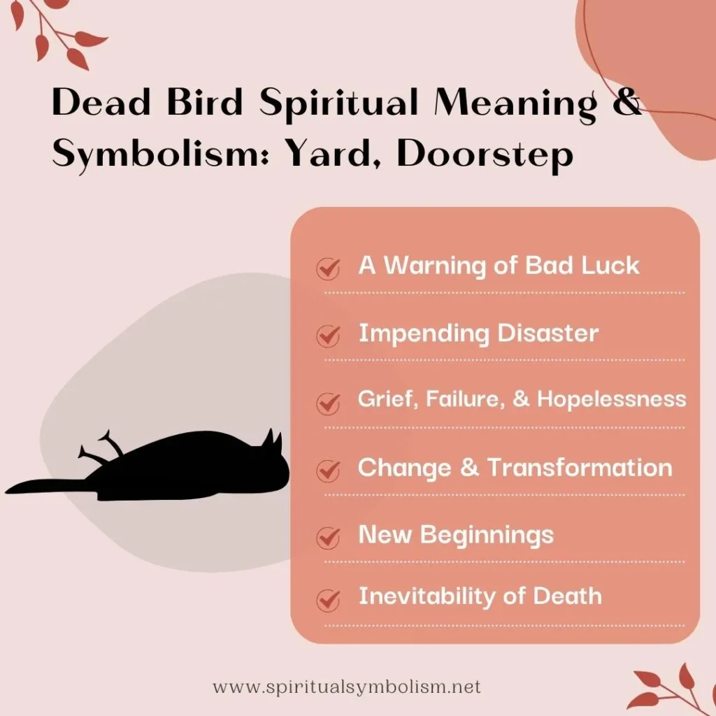 spiritual-meaning-of-dead-bird