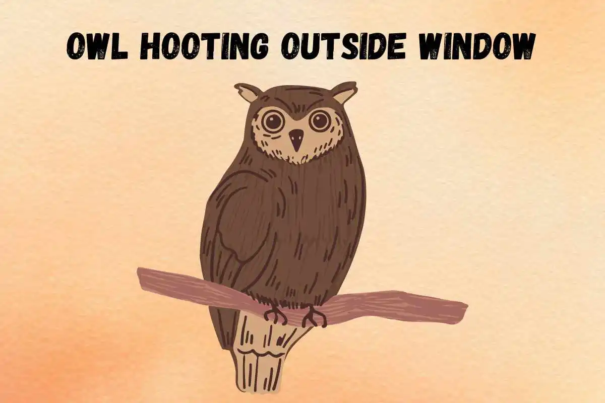 spiritual-meaning-of-hearing-an-owl-hooting-outside-the-window