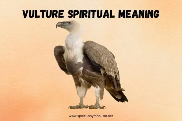 vulture-spiritual-meaning-symbolism-totem