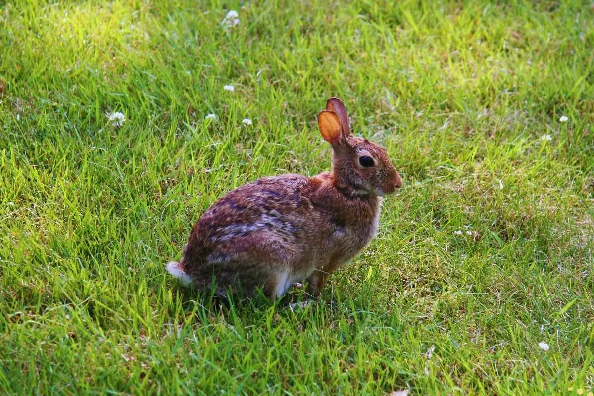 what-is-the-spiritual-meaning-of-a-rabbit-crossing-your-path