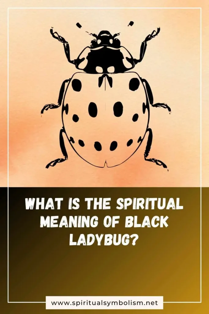 what-is-the-spiritual-meaning-of-black-ladybug