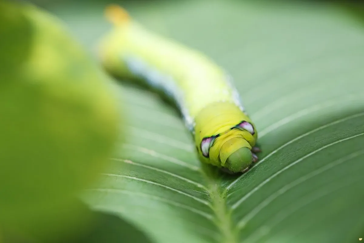 what-is-the-spiritual-meaning-of-cankerworm