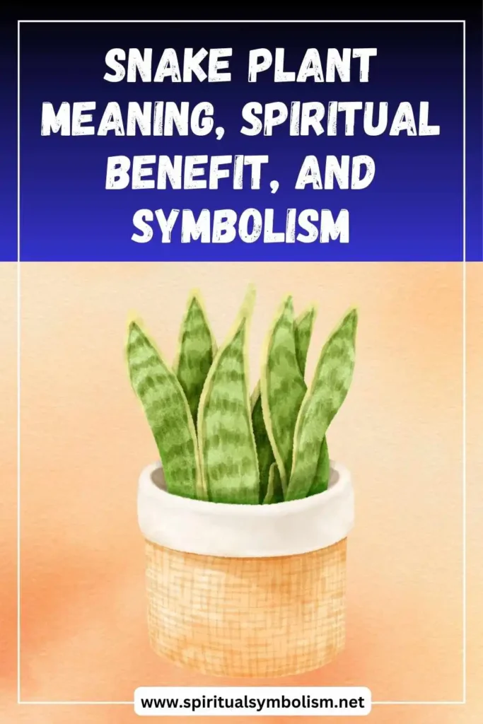 what-is-the-spiritual-meaning-of-snake-plant-benefit-and-symbolism