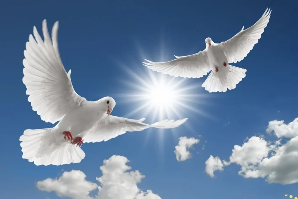 what-is-the-spiritual-meaning-of-white-dove