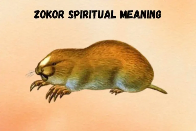 zokor-spiritual-meaning-and-symbolism