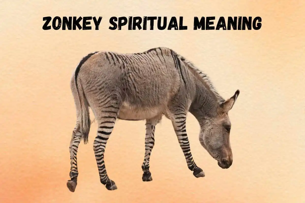 zonkey-spiritual-meaning-symbolism-totem